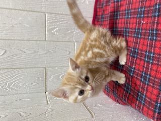 東京都のアメリカンショートヘアー (OneBuddy仙川店/2025年11月4日生まれ/女の子/レッドタビー)の子猫の2枚目の画像