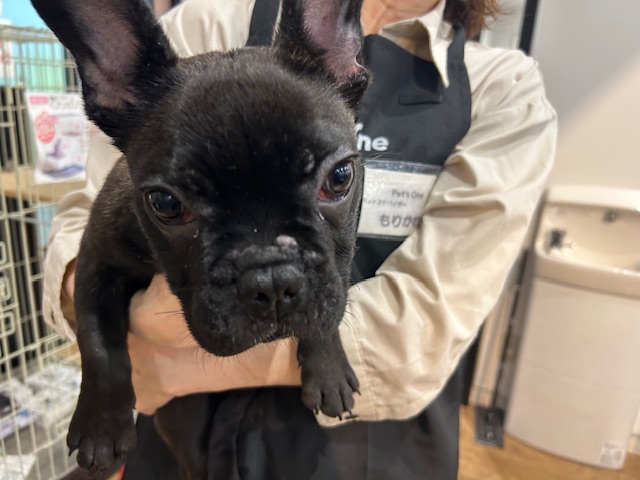 千葉県のフレンチブルドッグ (ペッツワン木更津金田店/2025年11月22日生まれ/男の子/ブリンドル)の子犬の2枚目の画像