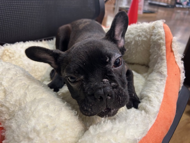 千葉県のフレンチブルドッグ (ペッツワン木更津金田店/2025年11月22日生まれ/男の子/ブリンドル)の子犬の3枚目の画像