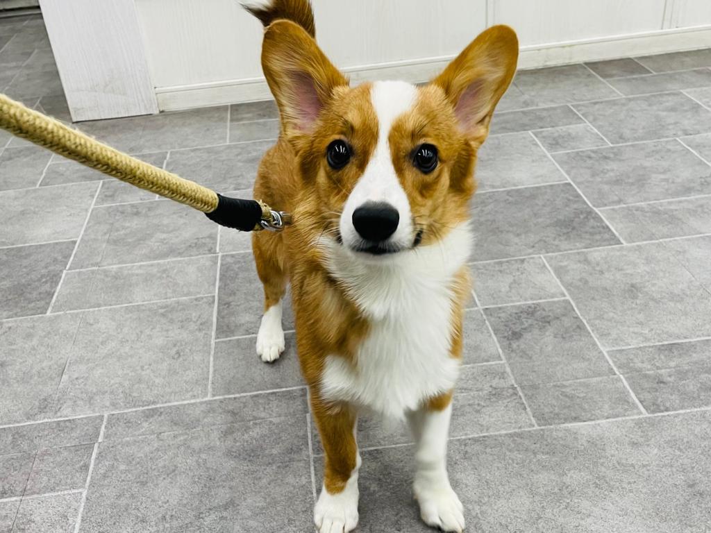 茨城県のウェルシュコーギーペンブローク (OneBuddyトモニー水戸店/2025年8月17日生まれ/男の子/レッドホワイト)の子犬の3枚目の画像