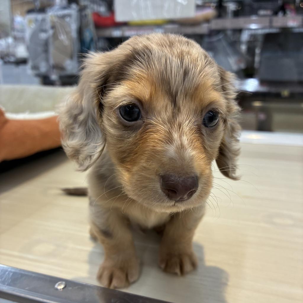 北海道のミニチュアダックスフンド(ロング) (ジャパンペッツトレーディング西岡店/2025年11月14日生まれ/男の子/チョコレートダップル)の子犬