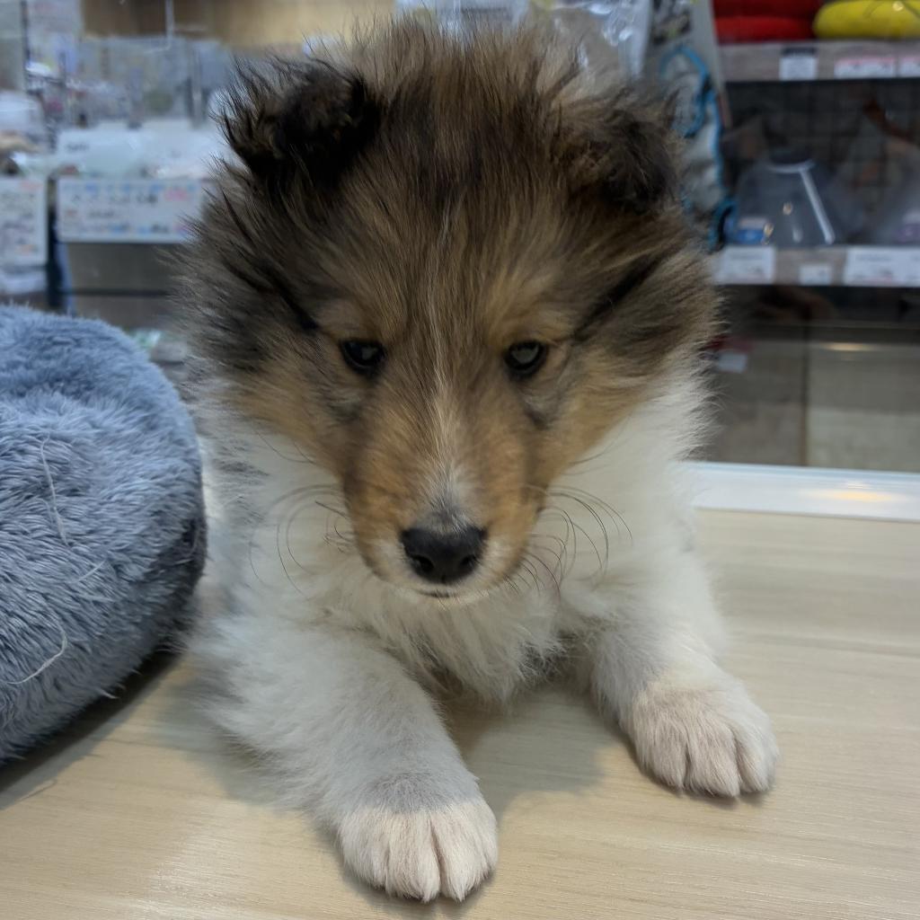 北海道のシェットランドシープドッグ (ジャパンペッツトレーディング西岡店/2025年11月6日生まれ/男の子/セーブルホワイト)の子犬