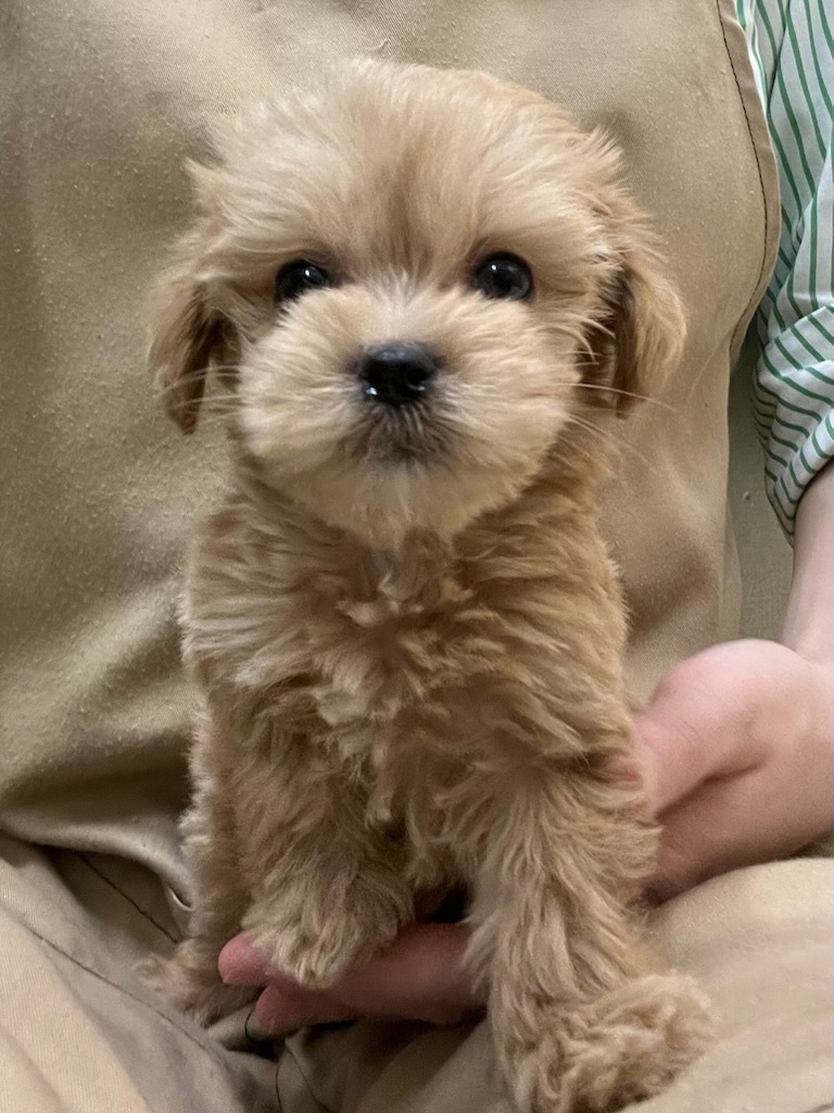 静岡県のハーフ犬・ミックス犬 (ペットアミ吉田店/2025年11月7日生まれ/男の子/その他色)の子犬