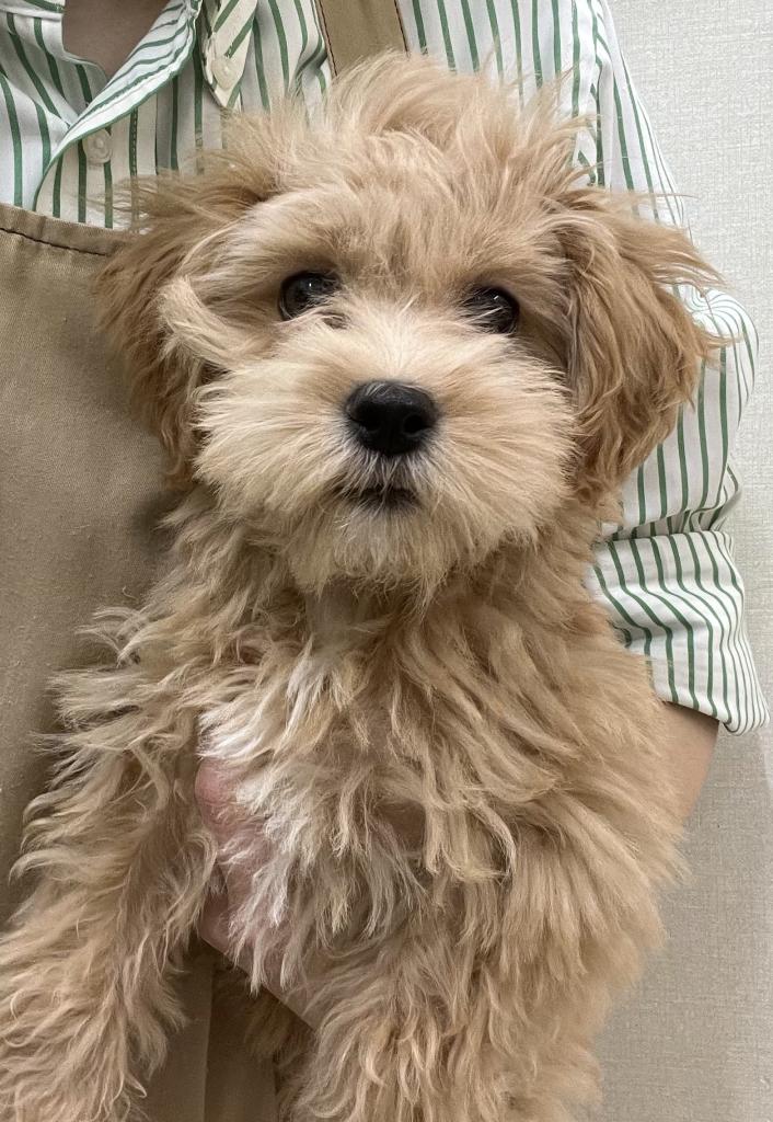 静岡県のマルプー(マルチーズ×プードル) (ペットアミ吉田店/2025年11月7日生まれ/男の子/その他色)の子犬の1枚目の画像