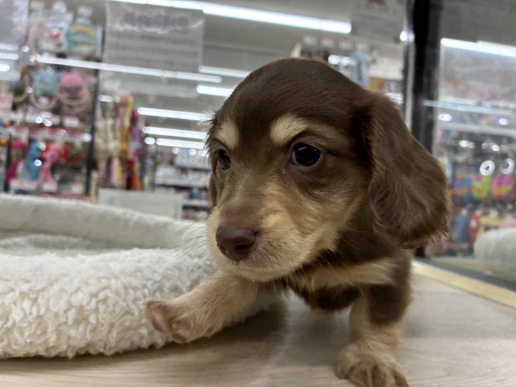 北海道のミニチュアダックスフンド(ロング) (ジャパンペッツトレーディング新発寒店/2025年11月8日生まれ/男の子/チョコレートイエロー)の子犬