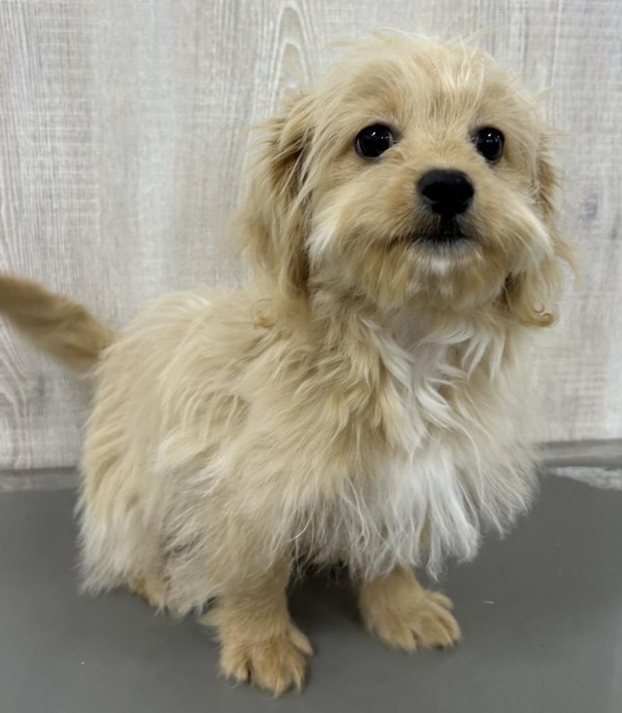 栃木県のペキプー(ペキニーズ×プードル) (OneBuddy宇都宮店/2025年11月23日生まれ/女の子/その他色)の子犬の2枚目の画像