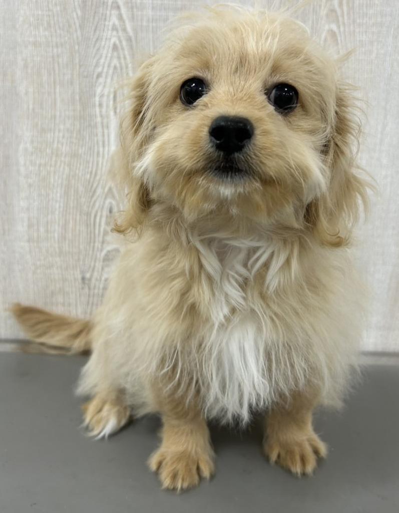 栃木県のペキプー(ペキニーズ×プードル) (OneBuddy宇都宮店/2025年11月23日生まれ/女の子/その他色)の子犬の1枚目の画像