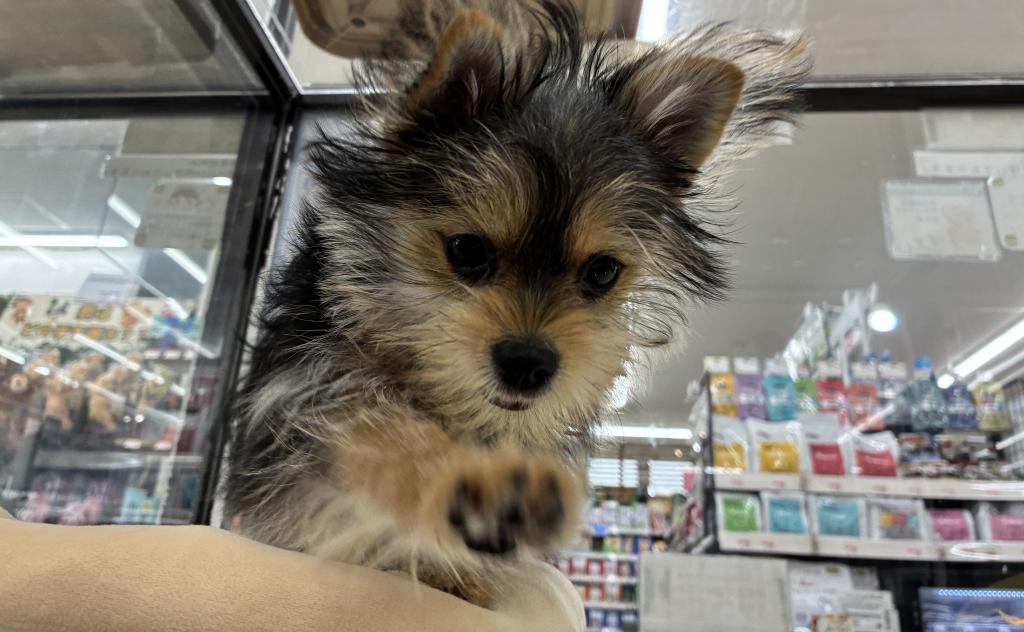 北海道のポメキー(ポメラニアン×ヨークシャーテリア) (ジャパンペッツトレーディング新発寒店/2025年11月8日生まれ/女の子/その他色)の子犬の2枚目の画像