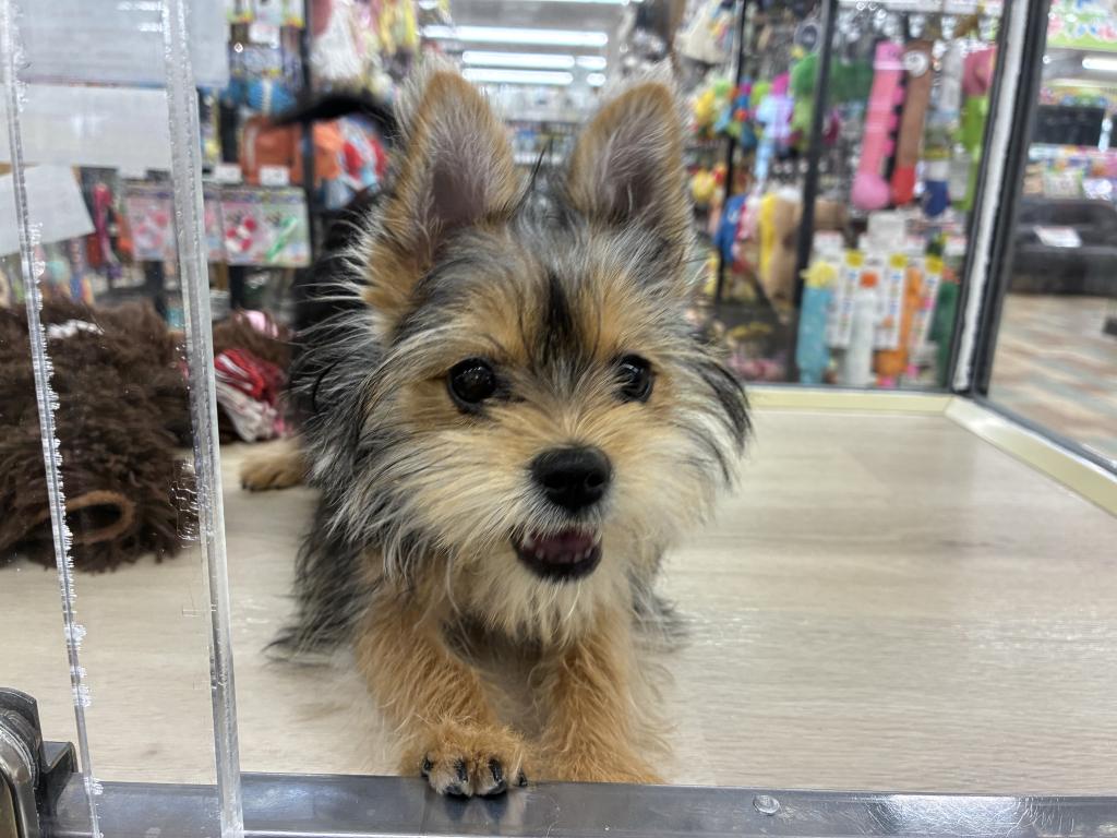 北海道のポメキー(ポメラニアン×ヨークシャーテリア) (ジャパンペッツトレーディング新発寒店/2025年11月8日生まれ/女の子/その他色)の子犬の3枚目の画像