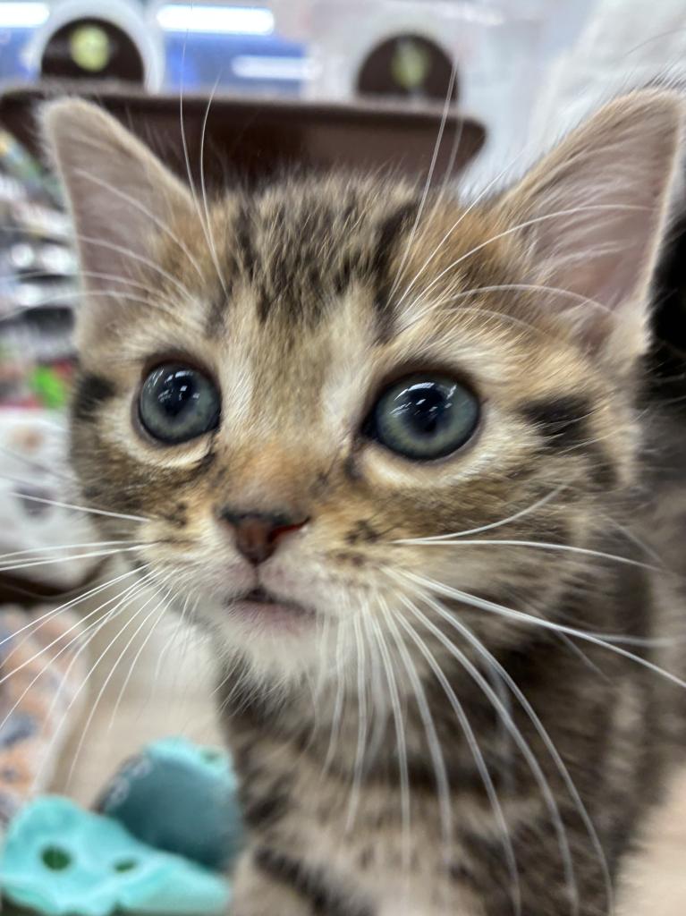 北海道のアメリカンショートヘアー (ジャパンペッツトレーディング屯田店/2025年10月19日生まれ/男の子/ブラウンタビー)の子猫の1枚目の画像