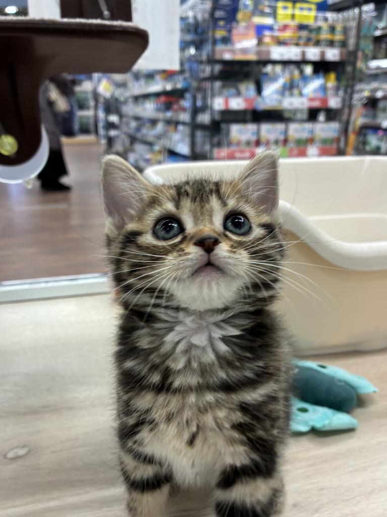 北海道のアメリカンショートヘアー (ジャパンペッツトレーディング屯田店/2025年10月19日生まれ/男の子/ブラウンタビー)の子猫の2枚目の画像