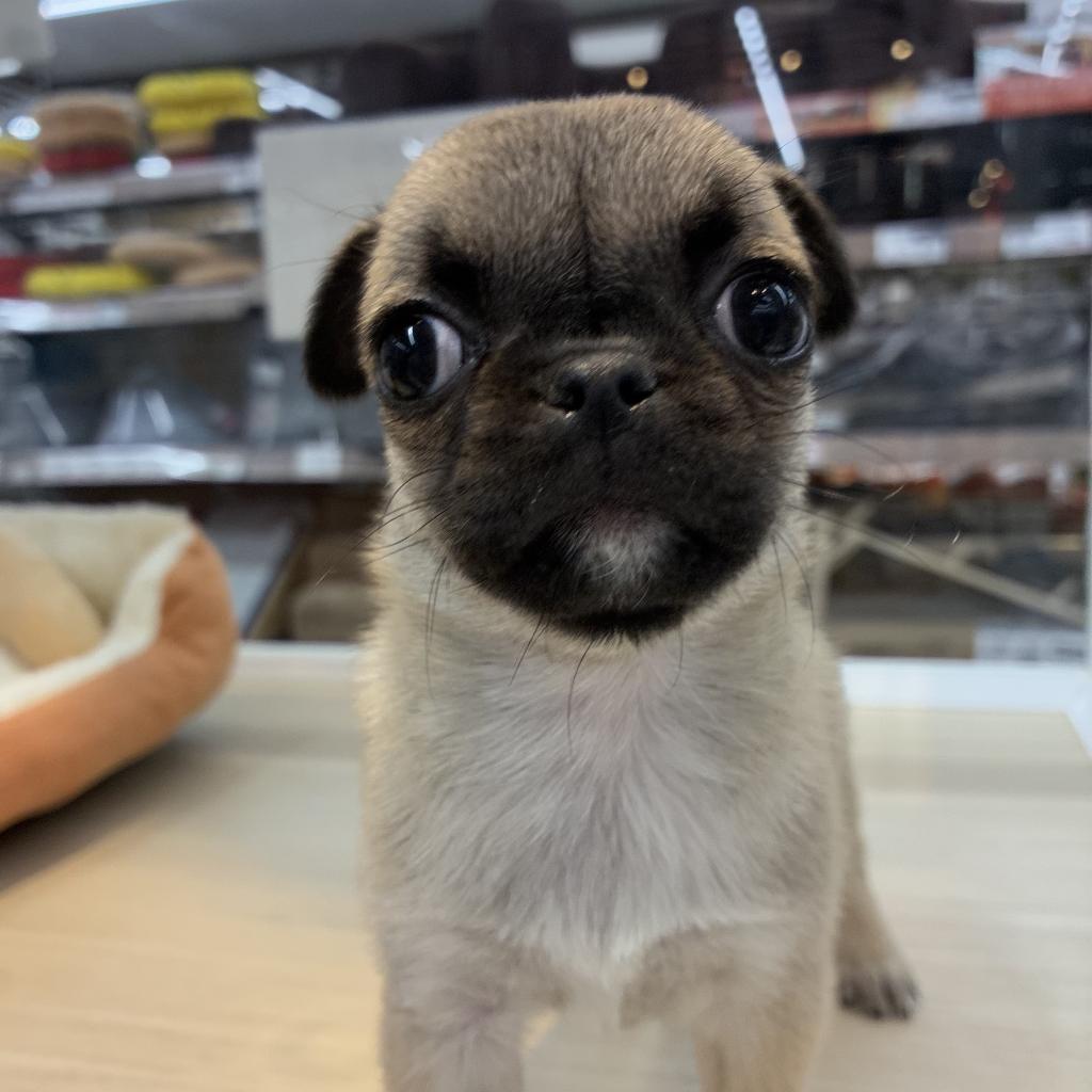 北海道のハーフ犬・ミックス犬 (ジャパンペッツトレーディング西岡店/2025年11月8日生まれ/女の子/フォーン)の子犬