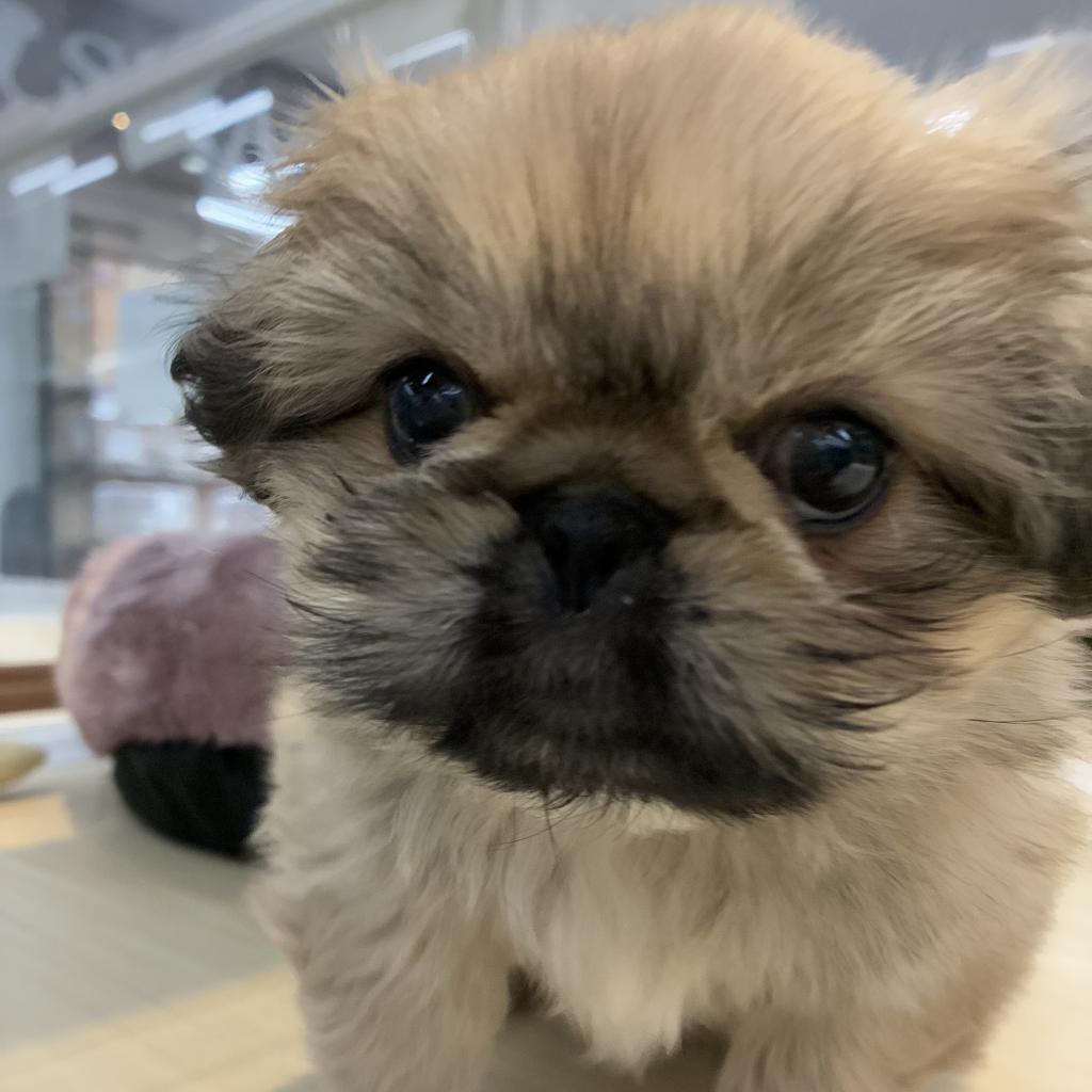 北海道のハーフ犬・ミックス犬 (ジャパンペッツトレーディング西岡店/2025年11月7日生まれ/男の子/その他色)の子犬