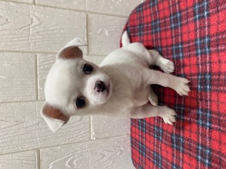 東京都のチワワ(スムース) (OneBuddy仙川店/2025年11月7日生まれ/女の子/ホワイト)の子犬の1枚目の画像