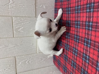 東京都のチワワ(スムース) (OneBuddy仙川店/2025年11月7日生まれ/女の子/ホワイト)の子犬の2枚目の画像