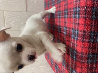 東京都のチワワ(スムース) (OneBuddy仙川店/2025年11月7日生まれ/女の子/ホワイト)の子犬の3枚目の画像