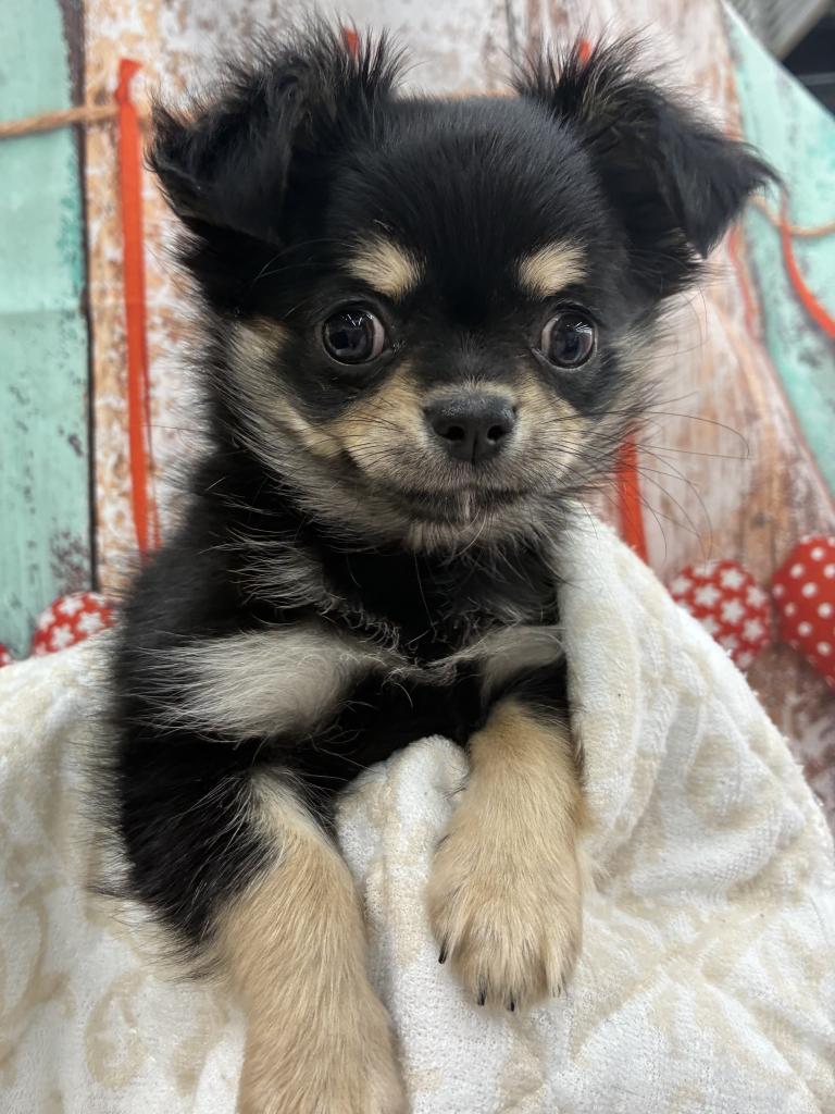 北海道のチワワ(ロング) (ジャパンペッツトレーディング伏古店/2025年11月7日生まれ/女の子/ブラックタンホワイト)の子犬