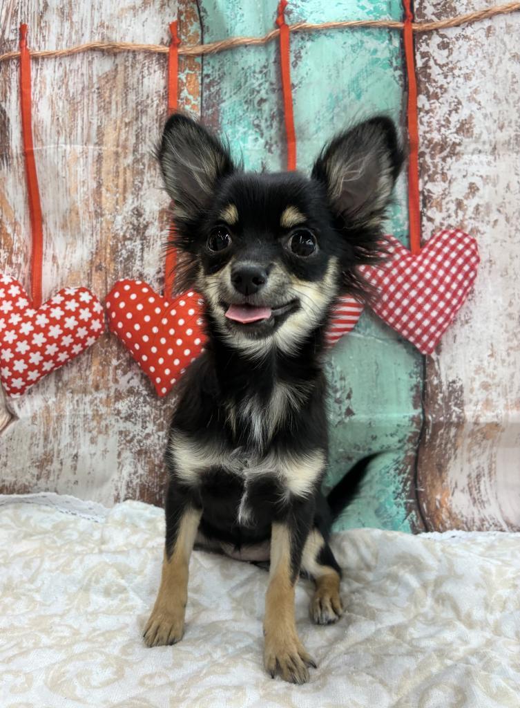 北海道のチワワ(ロング) (ジャパンペッツトレーディング伏古店/2025年11月7日生まれ/女の子/ブラックタンホワイト)の子犬の2枚目の画像