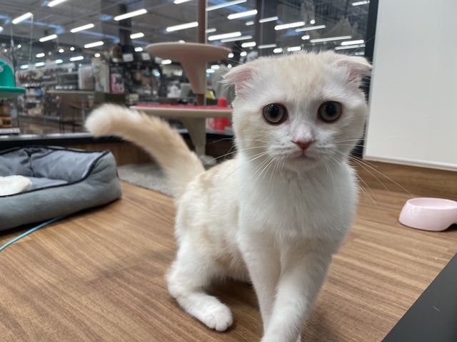 千葉県のスコティッシュフォールド (ペッツワン木更津金田店/2025年10月18日生まれ/男の子/クリームホワイト)の子猫の4枚目の画像