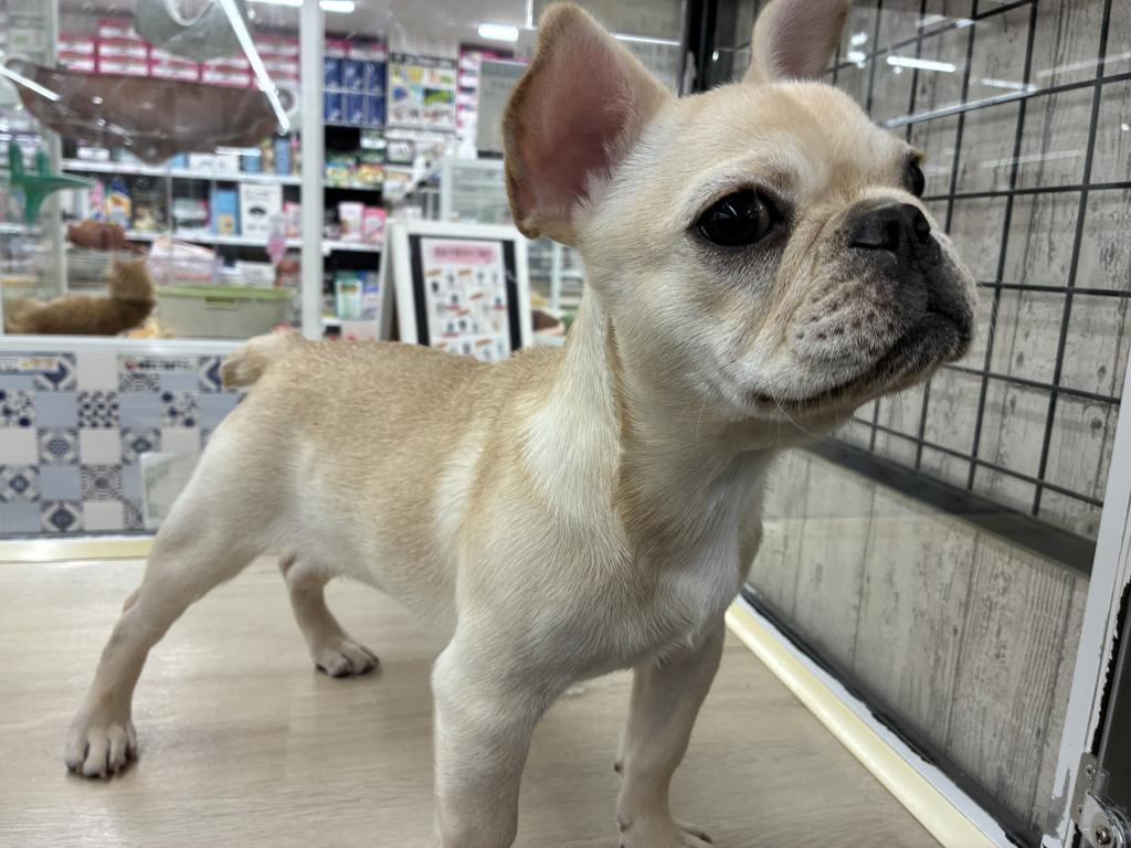 北海道のフレンチブルドッグ (ジャパンペッツトレーディング新発寒店/2025年11月9日生まれ/女の子/クリーム)の子犬の2枚目の画像