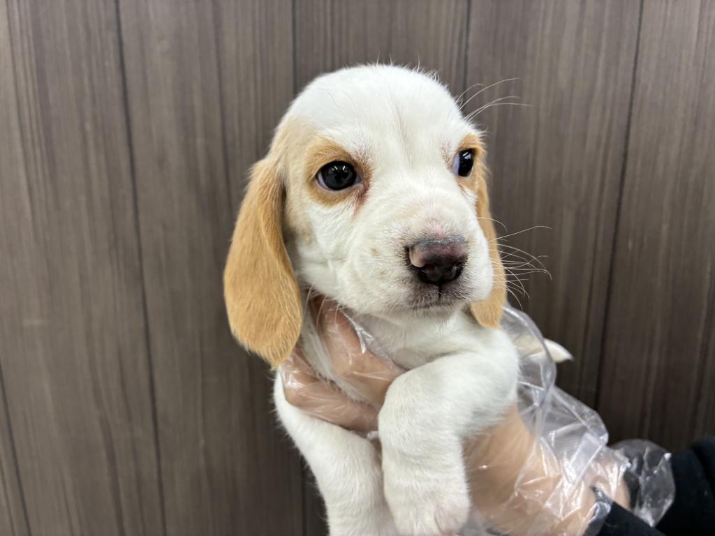 北海道のビーグル (ジャパンペッツトレーディング音更店/2025年11月16日生まれ/男の子/レモンホワイト)の子犬
