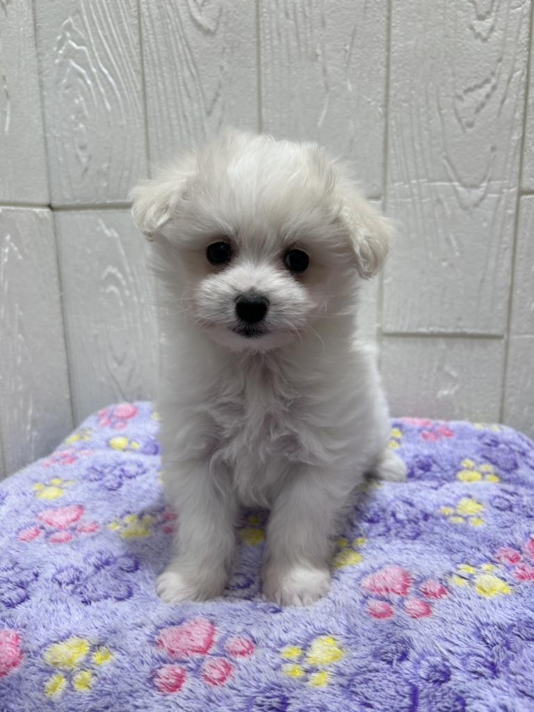 東京都のハーフ犬・ミックス犬 (OneBuddy仙川店/2025年10月19日生まれ/男の子/ホワイト)の子犬の1枚目の画像