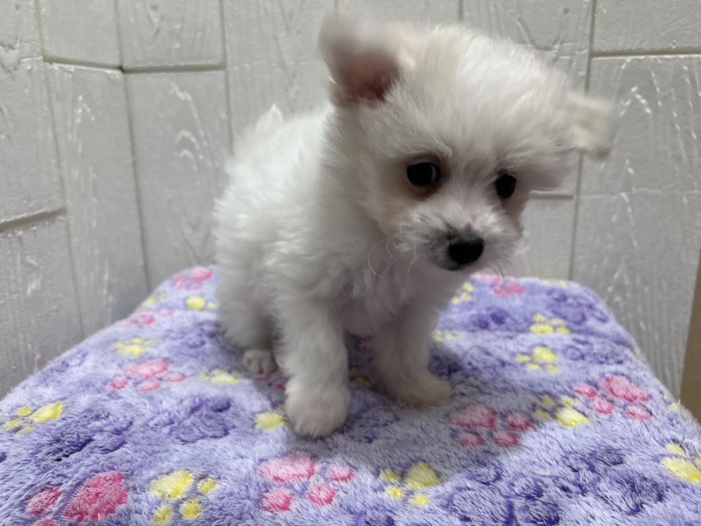 東京都のハーフ犬・ミックス犬 (OneBuddy仙川店/2025年10月19日生まれ/男の子/ホワイト)の子犬の2枚目の画像