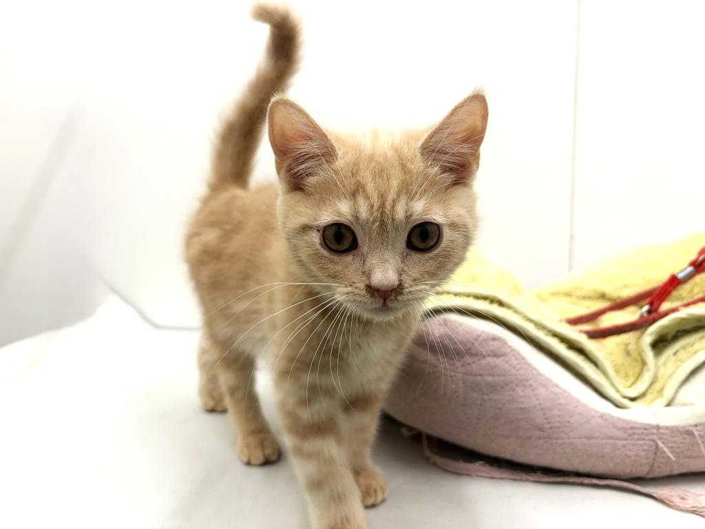 栃木県のブリティッシュショートヘアー (ペッツワン宇都宮平出店/2025年11月9日生まれ/男の子/クリーム)の子猫の2枚目の画像