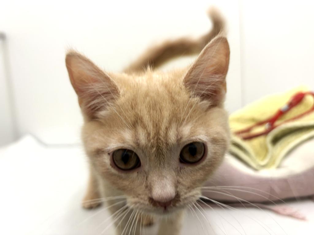 栃木県のブリティッシュショートヘアー (ペッツワン宇都宮平出店/2025年11月9日生まれ/男の子/クリーム)の子猫の3枚目の画像