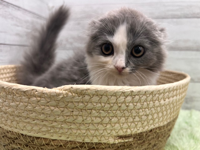 茨城県のスコティッシュフォールド (OneBuddyトモニーつくば店/2025年11月15日生まれ/女の子/ブルータビーホワイト)の子猫の1枚目の画像