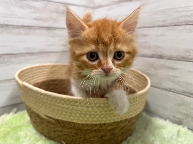 茨城県のスコティッシュフォールド (OneBuddyトモニーつくば店/2025年11月22日生まれ/女の子/レッドタビーホワイト)の子猫の1枚目の画像