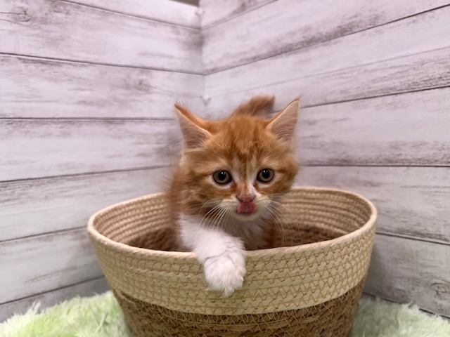 茨城県のスコティッシュフォールド (OneBuddyトモニーつくば店/2025年11月22日生まれ/女の子/レッドタビーホワイト)の子猫の2枚目の画像