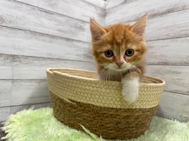 茨城県のスコティッシュフォールド (OneBuddyトモニーつくば店/2025年11月22日生まれ/女の子/レッドタビーホワイト)の子猫の3枚目の画像