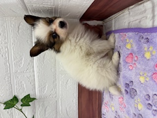 茨城県のパピヨン (ペットアミ石岡店/2025年11月19日生まれ/男の子/ホワイトセーブル)の子犬