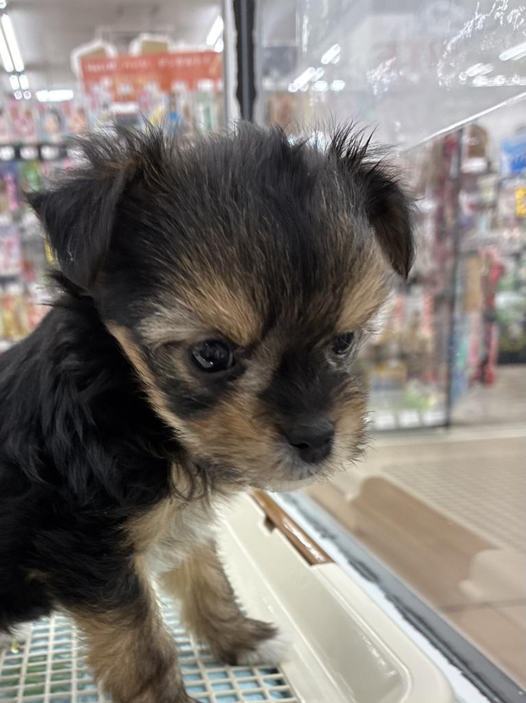 北海道のハーフ犬・ミックス犬 (ジャパンペッツトレーディング屯田店/2025年11月20日生まれ/男の子/その他色)の子犬の2枚目の画像