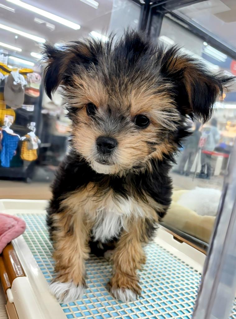 北海道のヨーチー/チワキー/チワヨーキー(ヨークシャーテリア×チワワ) (ジャパンペッツトレーディング屯田店/2025年11月20日生まれ/男の子/その他色)の子犬の3枚目の画像