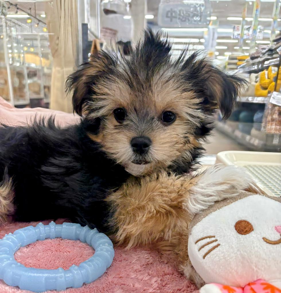北海道のヨーチー/チワキー/チワヨーキー(ヨークシャーテリア×チワワ) (ジャパンペッツトレーディング屯田店/2025年11月20日生まれ/男の子/その他色)の子犬の4枚目の画像