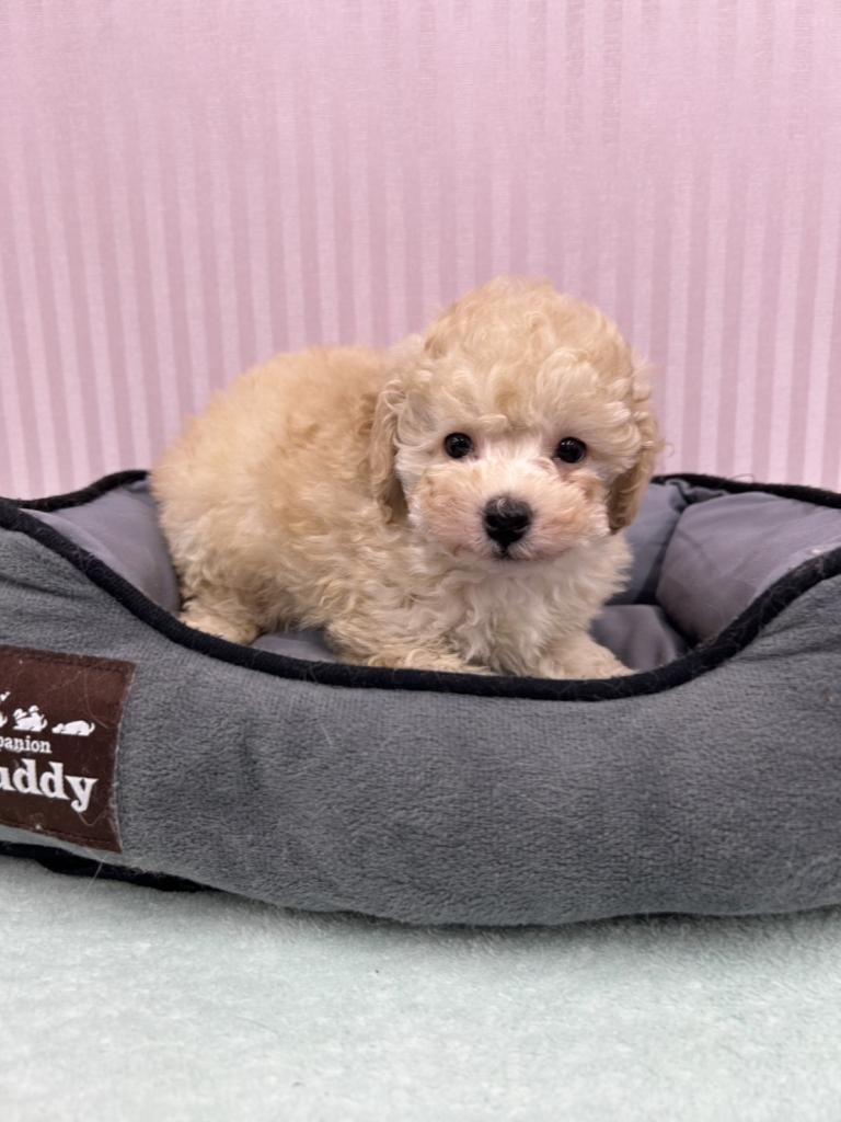 埼玉県のトイプードル(トイ) (OneBuddy南越谷店/2025年11月21日生まれ/男の子/クリーム)の子犬