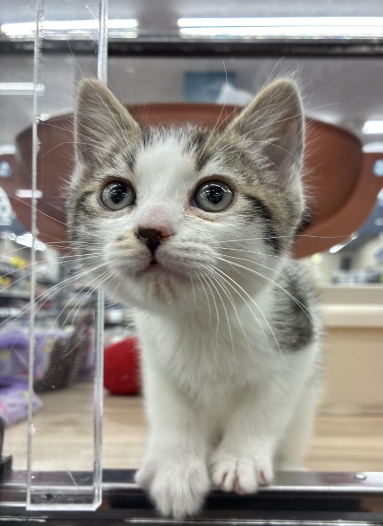 北海道のマンチカン (ジャパンペッツトレーディング屯田店/2025年11月22日生まれ/男の子/ブラウンタビーホワイト)の子猫の2枚目の画像