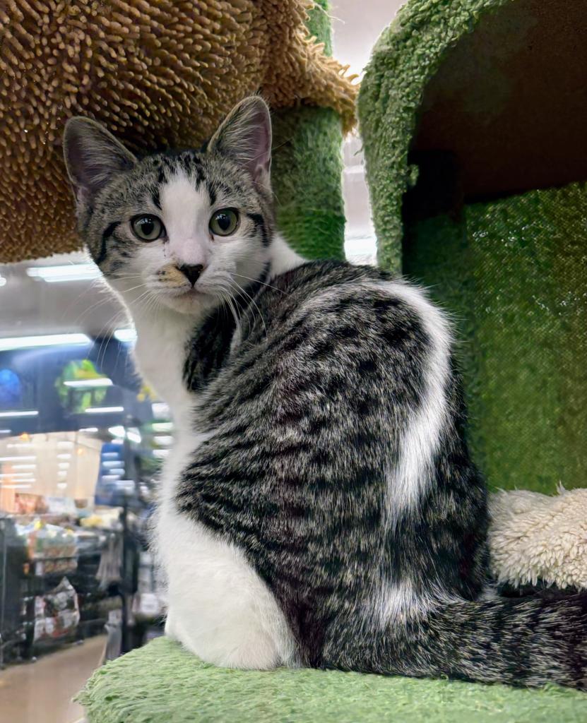 北海道のマンチカン (ジャパンペッツトレーディング屯田店/2025年11月22日生まれ/男の子/ブラウンタビーホワイト)の子猫の3枚目の画像