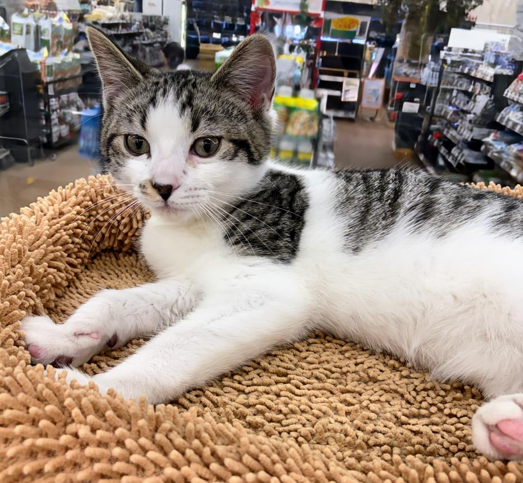 北海道のマンチカン (ジャパンペッツトレーディング屯田店/2025年11月22日生まれ/男の子/ブラウンタビーホワイト)の子猫の4枚目の画像