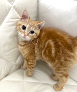 茨城県のスコティッシュフォールド (ペッツワン石岡玉里店/2025年11月22日生まれ/男の子/レッドタビー)の子猫の2枚目の画像