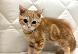 茨城県のスコティッシュフォールド (ペッツワン石岡玉里店/2025年11月22日生まれ/男の子/レッドタビー)の子猫の3枚目の画像