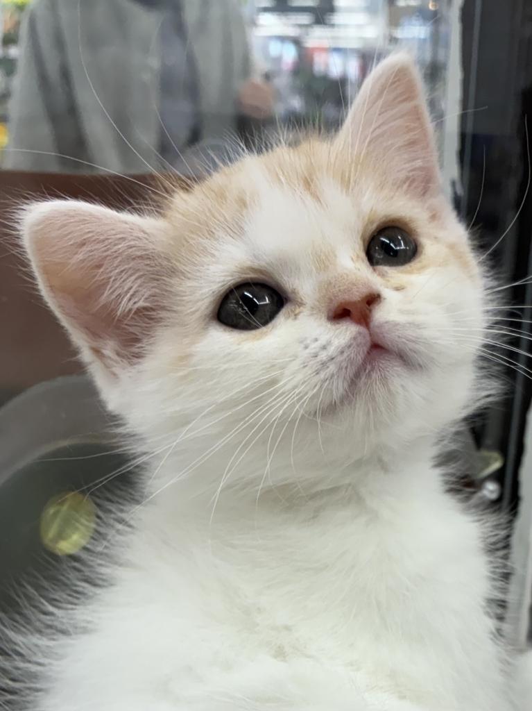 北海道のスコティッシュフォールド (ジャパンペッツトレーディング屯田店/2025年11月22日生まれ/女の子/レッドタビーホワイト)の子猫の1枚目の画像