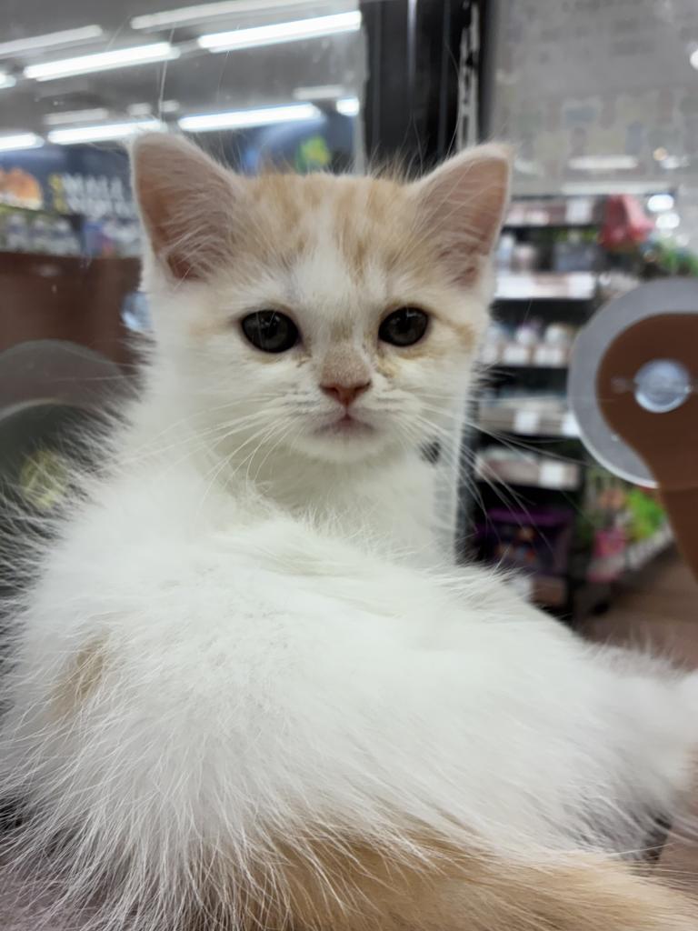 北海道のスコティッシュフォールド (ジャパンペッツトレーディング屯田店/2025年11月22日生まれ/女の子/レッドタビーホワイト)の子猫の2枚目の画像