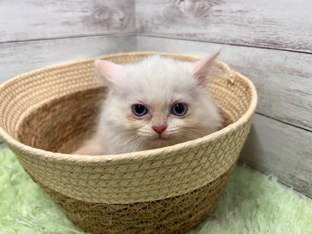 茨城県のネヴァマスカレード (OneBuddyトモニーつくば店/2025年11月21日生まれ/女の子/レッドポイント)の子猫の1枚目の画像