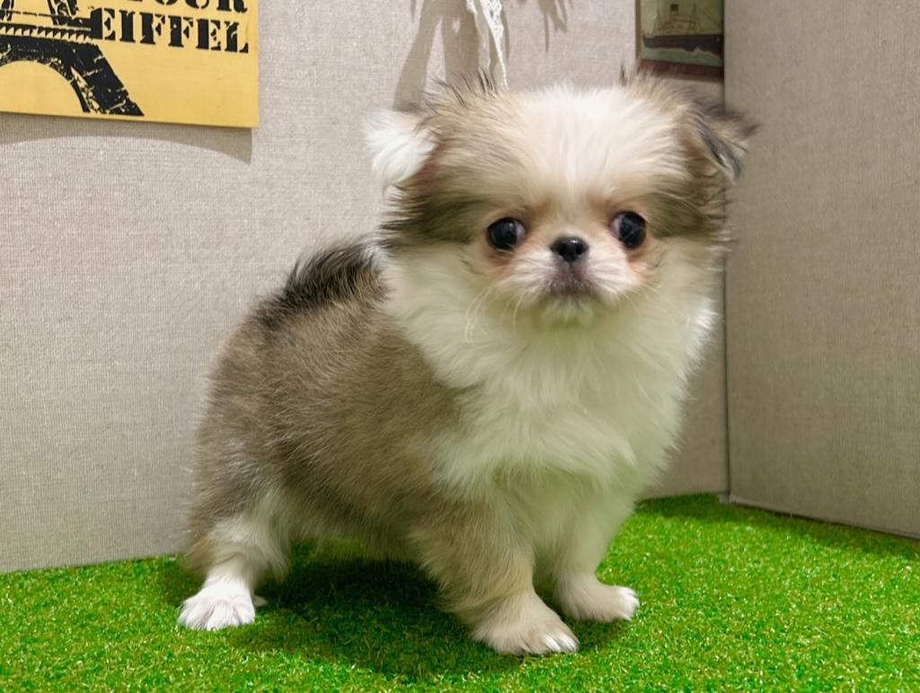 茨城県のハーフ犬・ミックス犬 (ペッツワン水戸店/2025年11月26日生まれ/女の子/レッドホワイト)の子犬の1枚目の画像