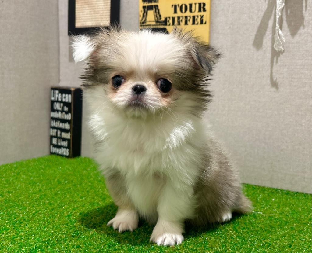 茨城県のハーフ犬・ミックス犬 (ペッツワン水戸店/2025年11月26日生まれ/女の子/レッドホワイト)の子犬の2枚目の画像