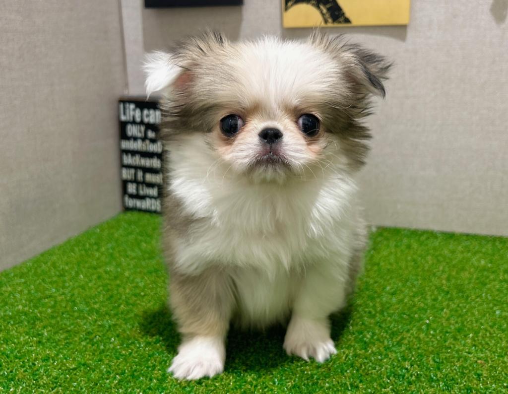 茨城県のハーフ犬・ミックス犬 (ペッツワン水戸店/2025年11月26日生まれ/女の子/レッドホワイト)の子犬の3枚目の画像