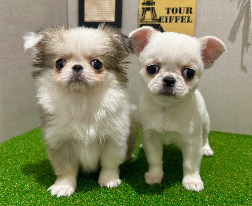 茨城県のハーフ犬・ミックス犬 (ペッツワン水戸店/2025年11月26日生まれ/女の子/レッドホワイト)の子犬の4枚目の画像